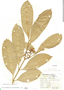 Tabernaemontana citrifolia L., Saint Vincent and the Grenadines, P. Beard 1400, F