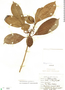 Tabernaemontana citrifolia L., SAINT LUCIA, P. Beard 1019, F