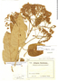 Ferreyranthus excelsus (Poepp.) H. Rob. & Brettell, PERU, T. P. X. Haenke 1928, F