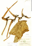 Heliconia impudica, Ecuador, M. Acosta Solis 5624, F