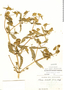Flaveria bidentis (L.) Kunze, Ecuador, M. Acosta Solis 13376, F