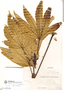 Oreopanax floribundus (Kunth) Decne. & Planch., Ecuador, M. Acosta Solis 13267, F