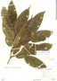 Morus celtidifolia Kunth, ECUADOR, M. Acosta Solis 11660, F
