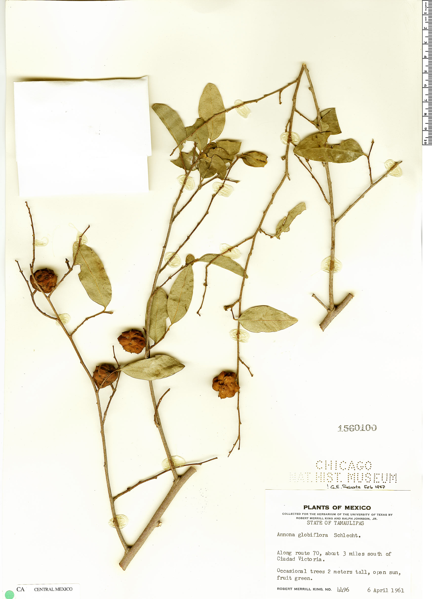 Annona globiflora image