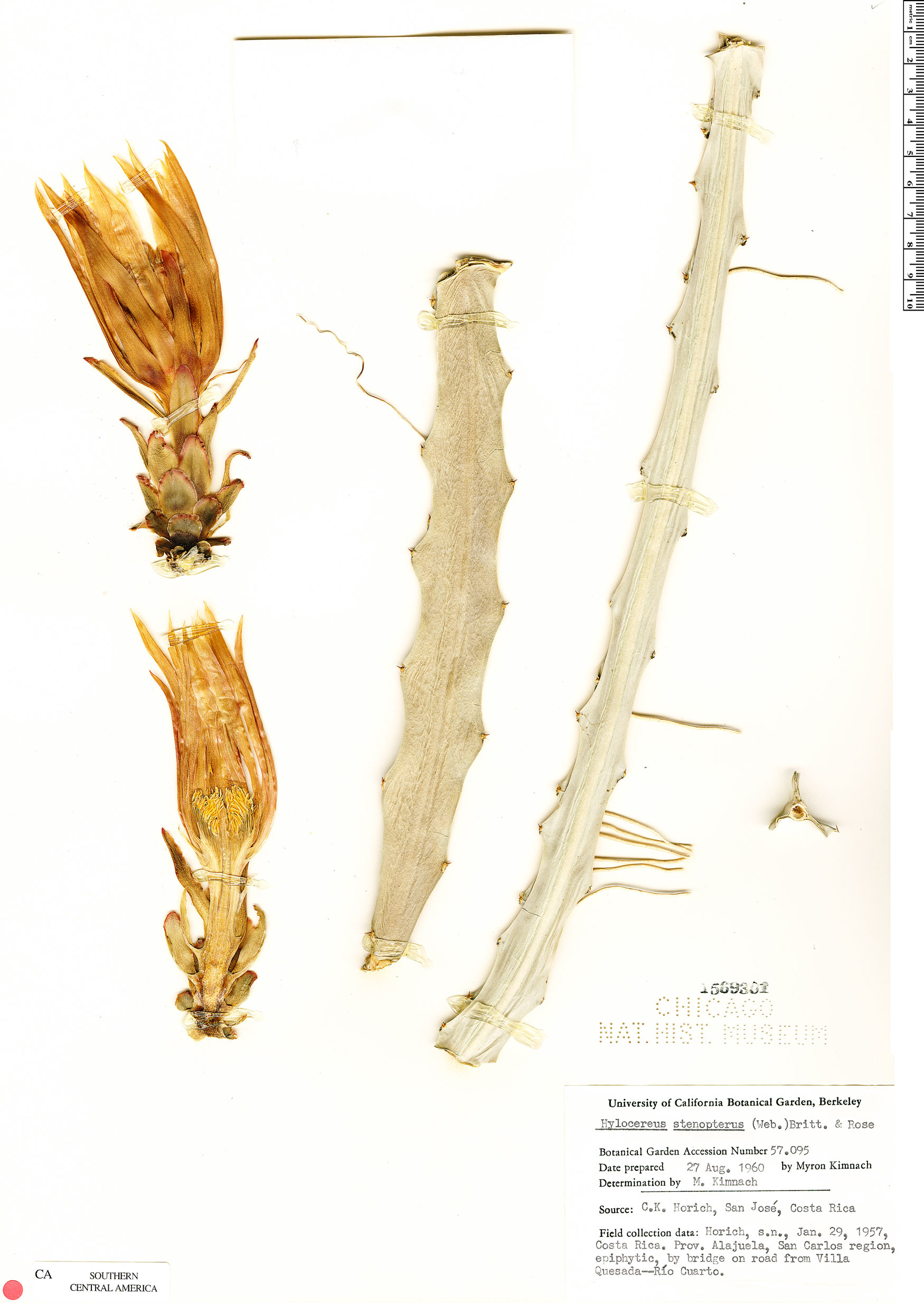 Hylocereus stenopterus image