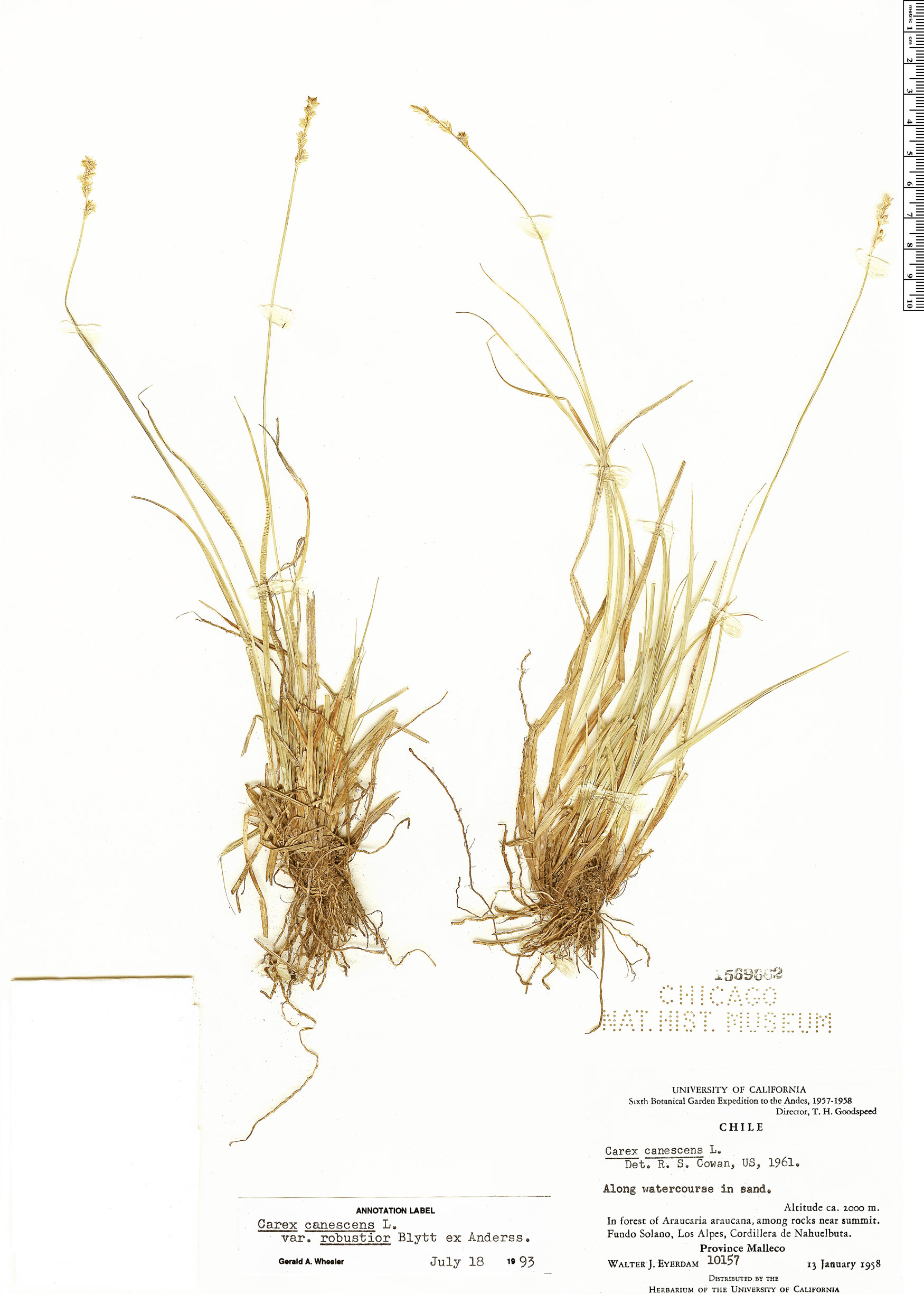 Carex Canescens 