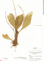 Peperomia obtusifolia (L.) A. Dietr., Panama, C. Eastwick Smith 3390, F