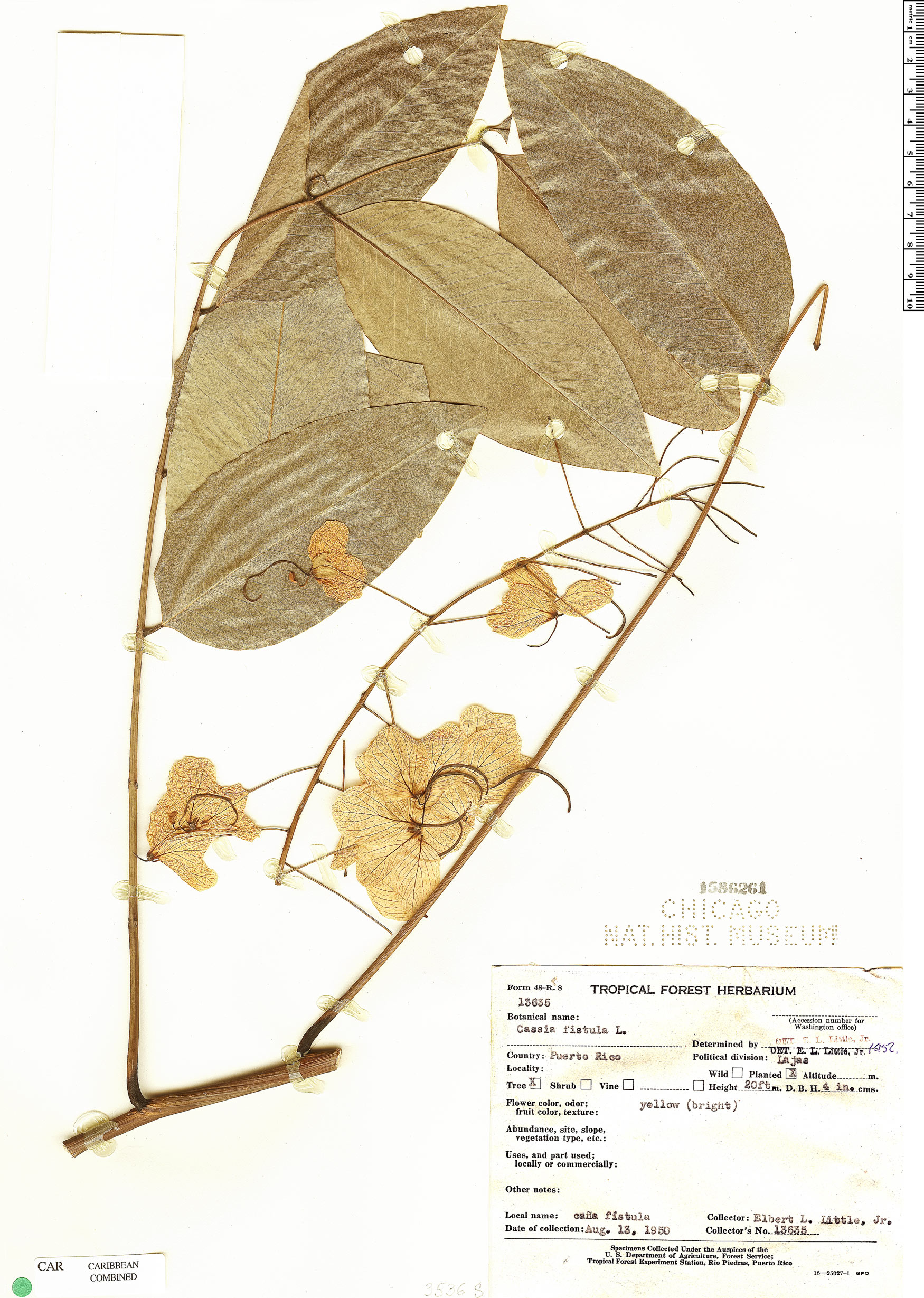Cassia fistula image