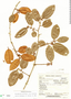 Chrysophyllum oliviforme subsp. oliviforme, Puerto Rico, E. L. Little, Jr. 13644, F