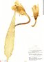 Epiphyllum thomasianum image