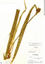 Neomarica variegata image