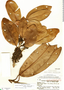 Pouteria cuspidata subsp. robusta (Mart. & Eichler) T. D. Penn., Brazil, R. de Lemos Fróes 386, F
