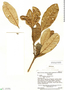 Aspidosperma excelsum Benth., Venezuela, J. A. Steyermark 75538, F