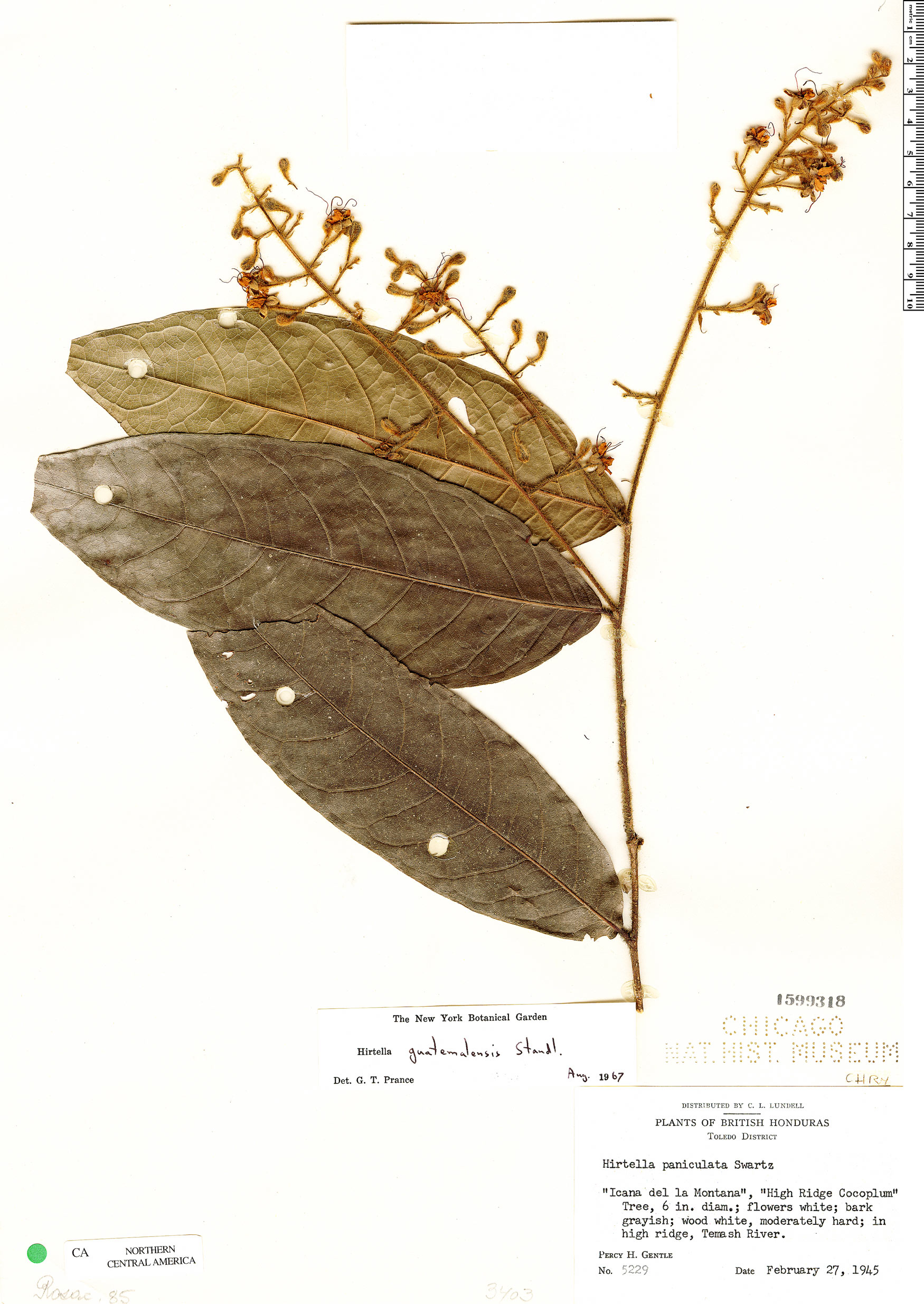 Hirtella guatemalensis image