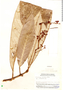 Pleurothyrium bifidum Nees, J. J. Wurdack 2047, F