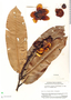 Eschweilera gigantea (R. Knuth) J. F. Macbr., Peru, J. J. Wurdack 2526, F