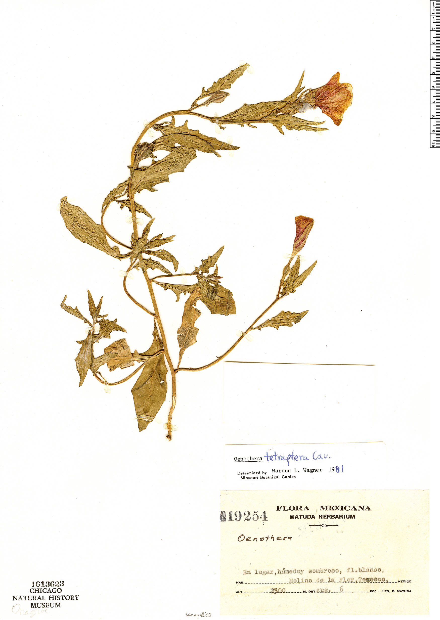 Oenothera tetraptera image