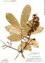 Connarus perrottetii var. perrottetii (DC.) Planch., Suriname, H. S. Irwin 55386, F