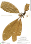 Duroia eriopila L. f., SURINAME, H. S. Irwin 55852, F