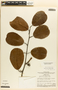 Passiflora costata Mast., Brazil, W. R. Anderson 10845, F