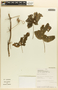 Passiflora serratodigitata L., Peru, E. Suclli M. 1250, F