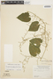 Sicydium tamnifolium (Kunth) Cogn., ECUADOR, M. E. Mathias 5173, F