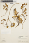 Calystegia soldanella (L.) R. Br., URUGUAY, 743, F