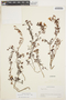 Convolvulus laciniatus Desr., URUGUAY, H. H. Bartlett 21085, F