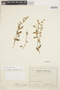 Convolvulus laciniatus Desr., PERU, T. P. X. Haenke 1933, F