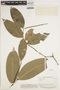 Piper bartlingianum (Miq.) C. DC., BRITISH GUIANA [Guyana], A. C. Smith 2771, F