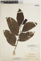 Piper arboreum var. hirtellum Yunck., BRITISH GUIANA [Guyana], J. S. de la Cruz 3438, F