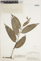 Piper arboreum Aubl., BRITISH GUIANA [Guyana], A. C. Smith 3475, F