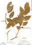 Connarus erianthus var. erianthus, Brazil, J. Murça Pires 52320, F