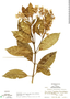 Chiococca pachyphylla Wernham, Honduras, A. Molina R. 14425, F