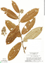 Couepia caryophylloides Benoist, SURINAME, B. Maguire 54368, F