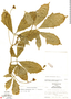Psiguria warscewiczii (Hook. f.) Wunderlin, Honduras, A. Molina R. 12904, F