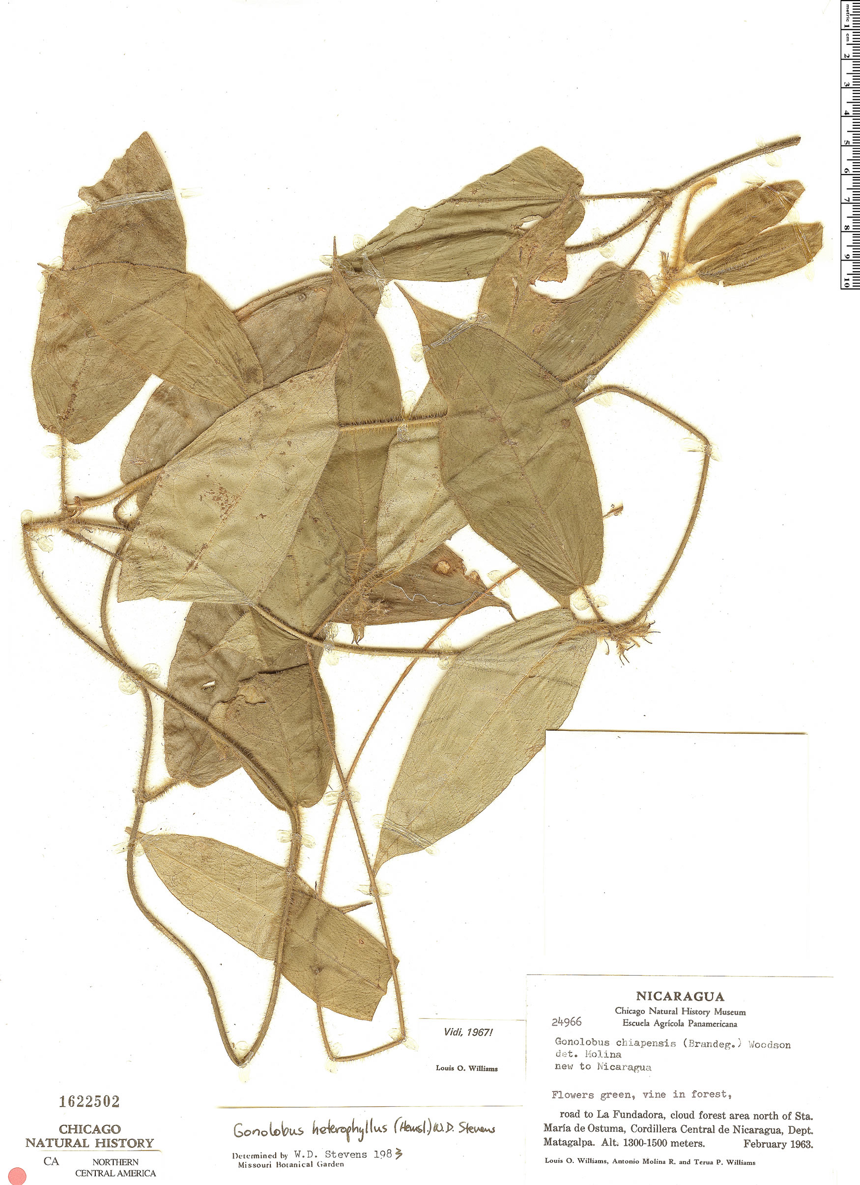 Gonolobus heterophyllus image