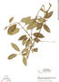Marsdenia steyermarkii Woodson, Guatemala, L. O. Williams 23060, F