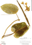 Prestonia mollis Kunth, Peru, F. Woytkowski 7036, F