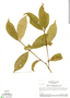 Faramea guianensis (Aubl.) Bremek., Brazil, H. S. Irwin 48021, F