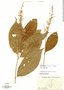 Gonzalagunia dodsonii Dwyer, Ecuador, M. Acosta Solis 13745, F