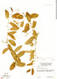 Cissus campestris Planch., Brazil, N. Silva 59721, F