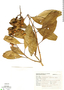 Citharexylum myrianthum Cham., Brazil, G. G. Hatschbach 13623, F