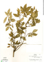Myrcia laruotteana var. australis D. Legrand, Brazil, L. B. Smith 12883, F