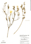 Balbisia verticillata Cav., Peru, P. C. Hutchison 5002, F