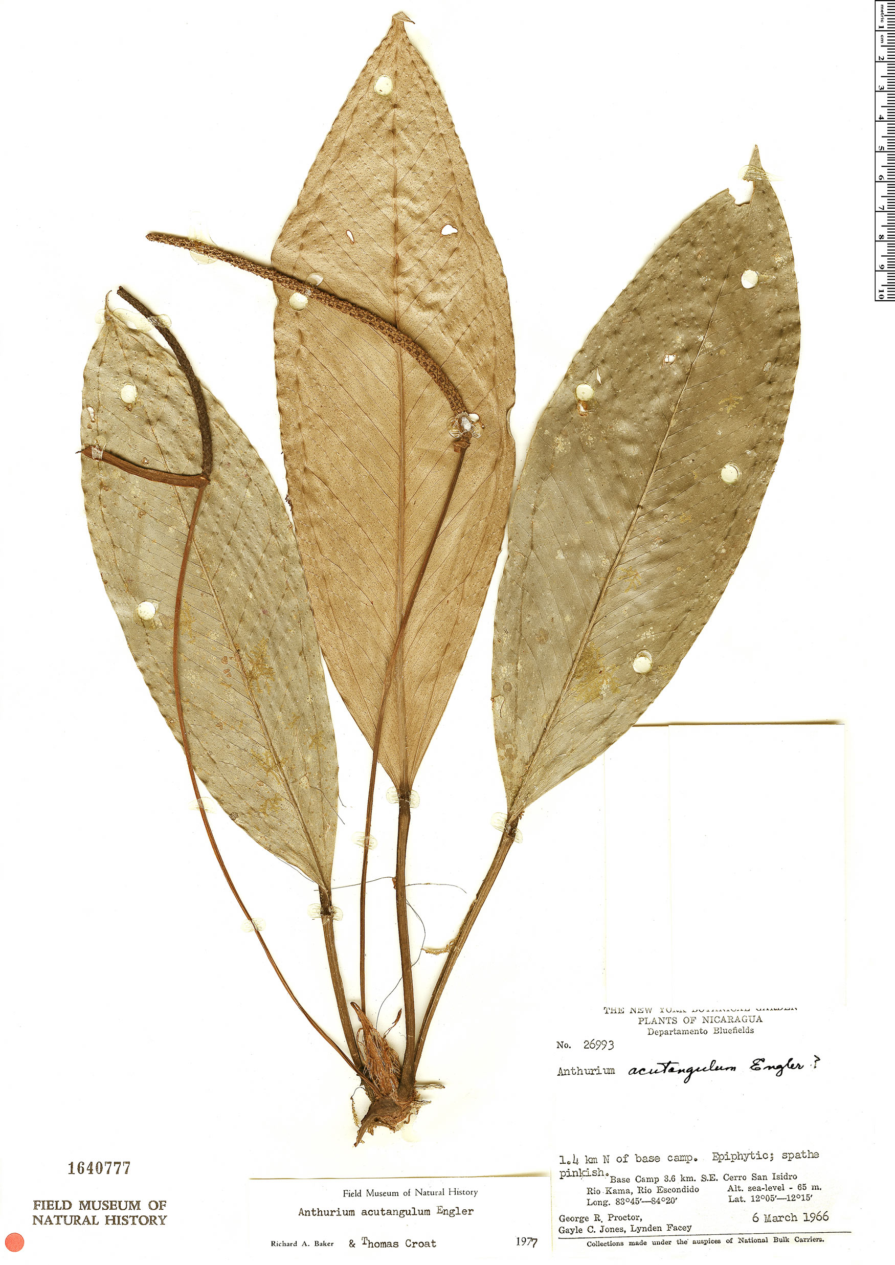 Anthurium acutangulum image