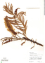 Pentaclethra macroloba image
