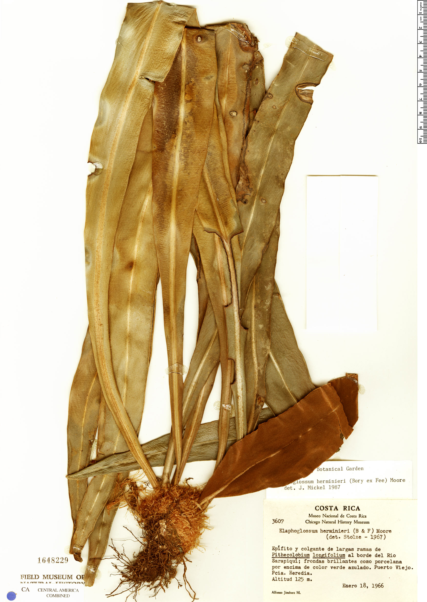 Espécimen: Elaphoglossum herminieri