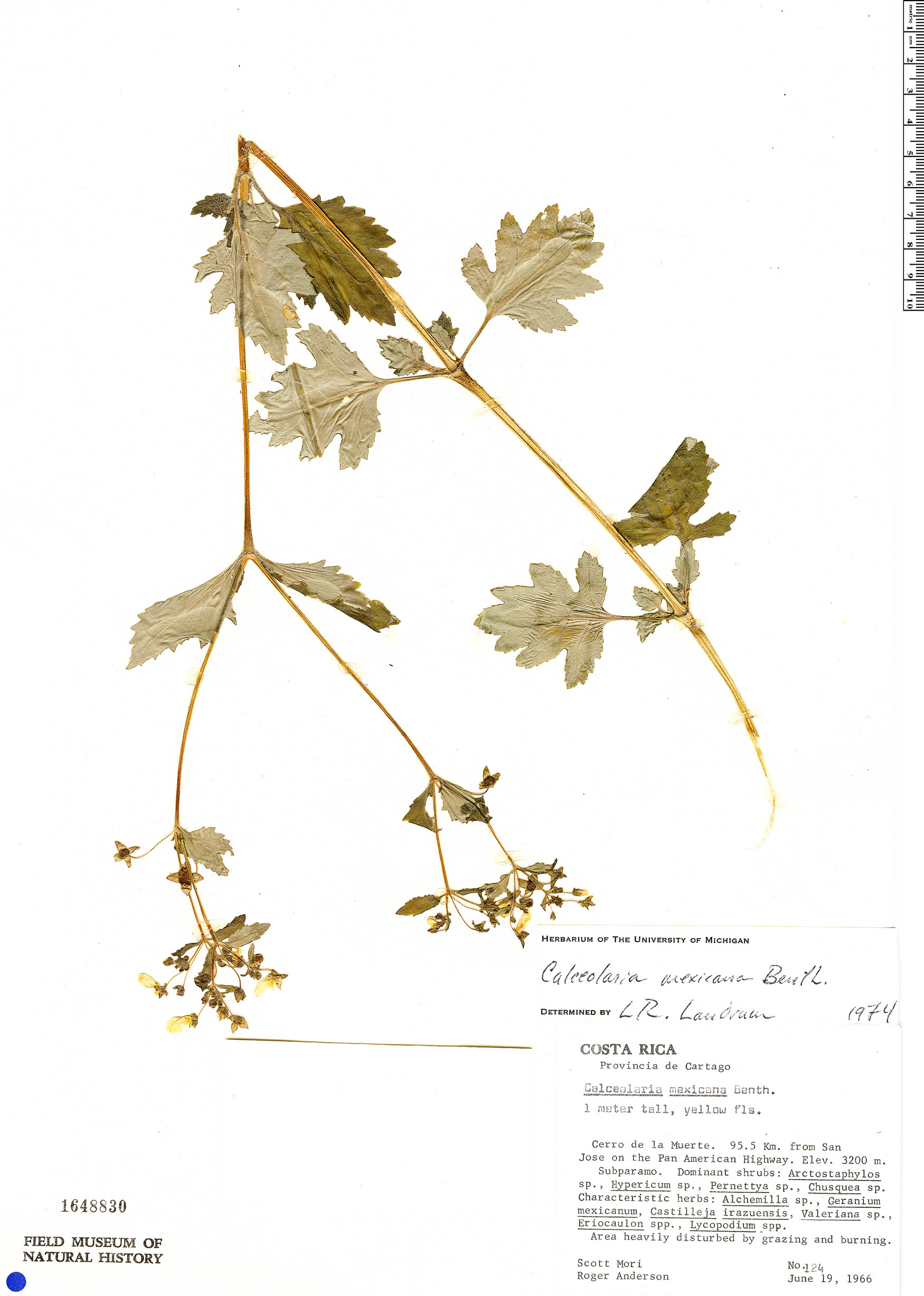 Calceolaria image