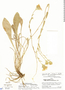 Perezia pungens (Humb. & Bonpl.) Less., Peru, P. C. Hutchison 5214, F